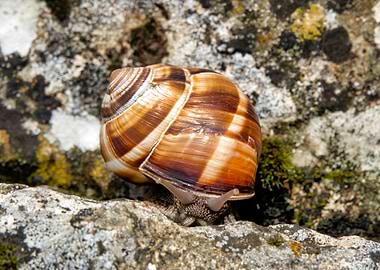 Burgundy snail