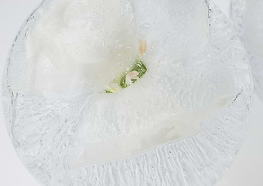 White carnation in ice 1