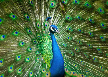 MALE PEACOCK WILD LIFE
