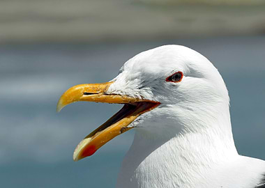 BLACK BACKED GULL
