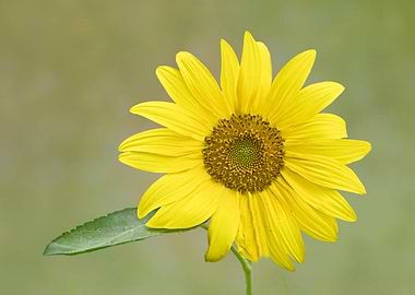 Bright yellow sunflower