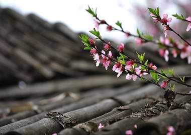 tetpeachblossomtetviet