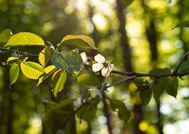 Spring in the forest