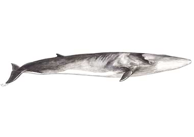 Fin whale Balaenoptera