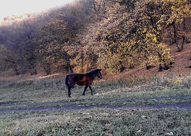 Horse by the forest