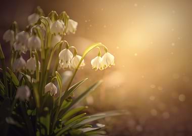 Spring snowdrops, macro