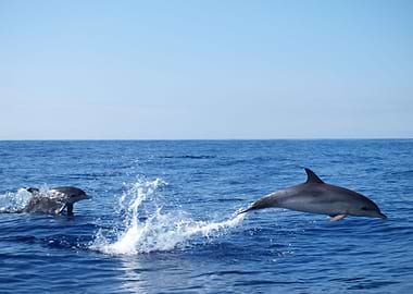 Atlantic spotted dolphins