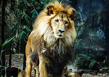 Lion Animal in the Jungle