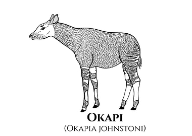 Okapi Art with Latin Name