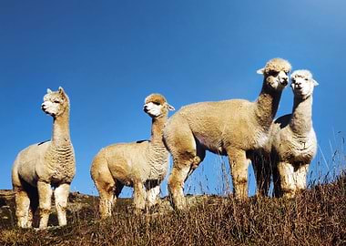 Alpaca Animals at Field