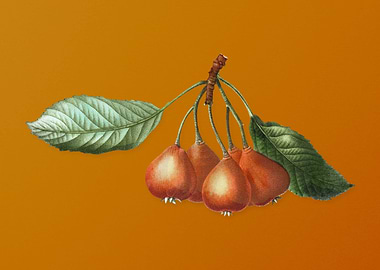 Vintage Shipova Fruit