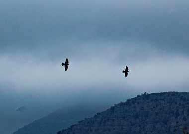 Ravens Birds Flying Sky