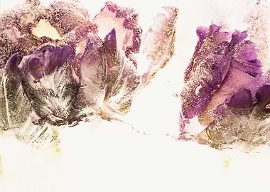 Parrot tulip in ice 2