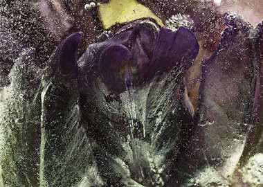 Parrot tulip in ice 3