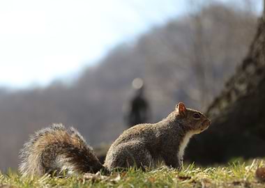 Squirrel At the Capitol