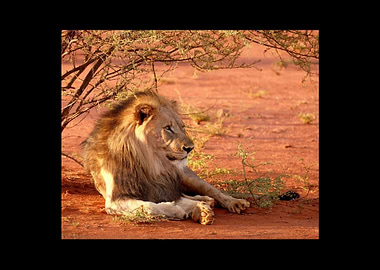Lion