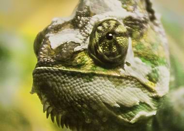 Chameleon