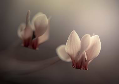 Pastel cyclamens, macro