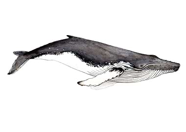 Humpback whale