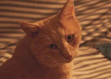 Kramer with Pearl Earring