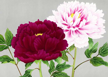 Pink n fuchsia peonies