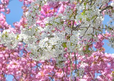 Spring Blossoms