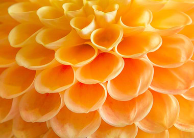 Orange Flora