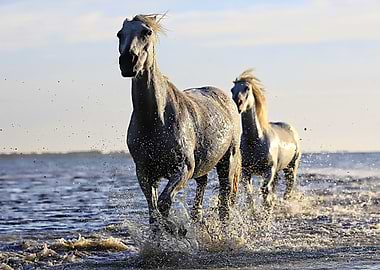 Horses and beach