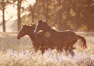 the hourse in wild field