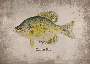 Calico Bass