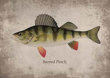 Barred Perch