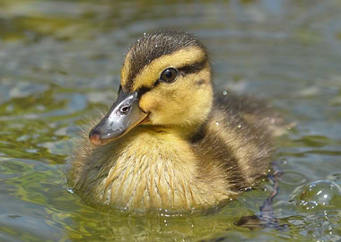 Duck chick