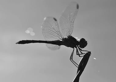 Dragonfly art