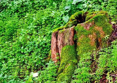 Tree stump