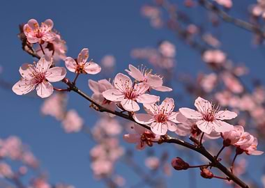 Japanese plum blossoms