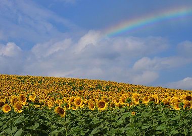 Sunflowers landscape
