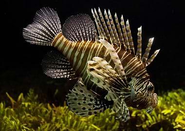 Animals Lionfish Aquarium