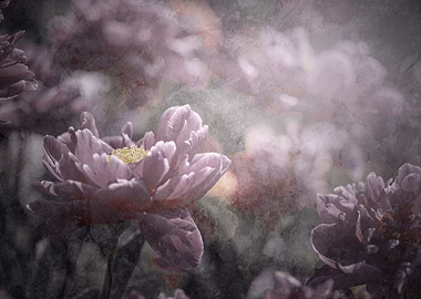 Pink peony, macro, garden