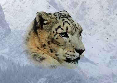 Snow leopard
