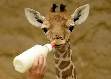 Rescued Baby Giraffe