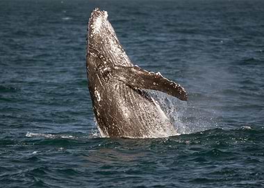 Kaikoura Whale I
