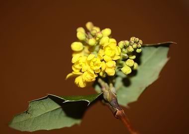 Yellow Berberis blossoming