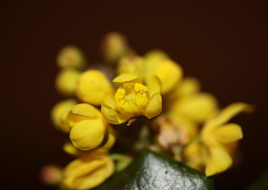Yellow Berberis blossoming