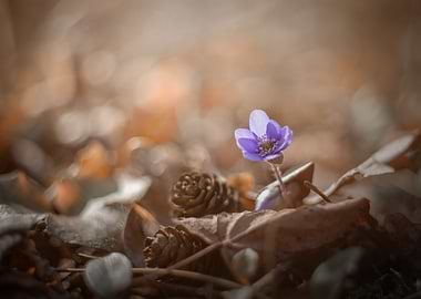 Purple Hepatica nobilis