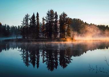 Forest at Lake Nature