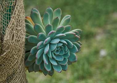 succulent plant in bloom i