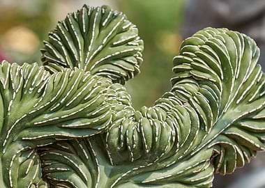 succulent plant in bloom i