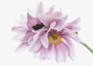 Anemone flowers