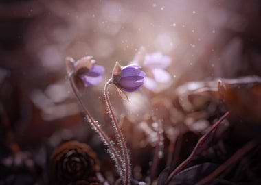 Purple flowers in forest