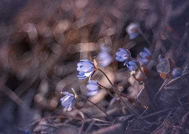 Purple Hepatica nobilis